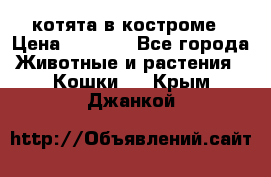 котята в костроме › Цена ­ 2 000 - Все города Животные и растения » Кошки   . Крым,Джанкой